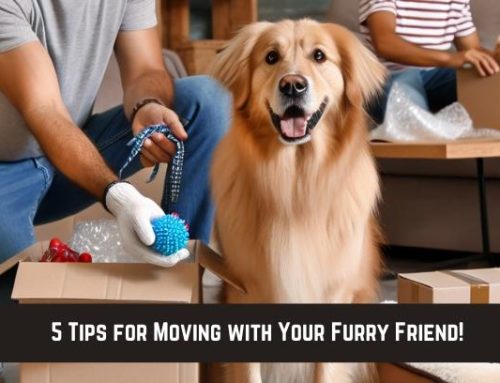 5 Tips for Moving with Your Furry Friend!