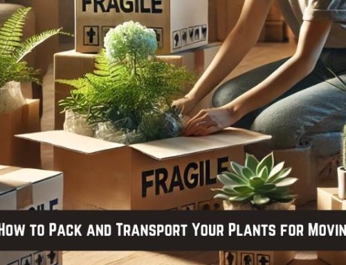 How to Pack and Transport Your Plants for Moving!